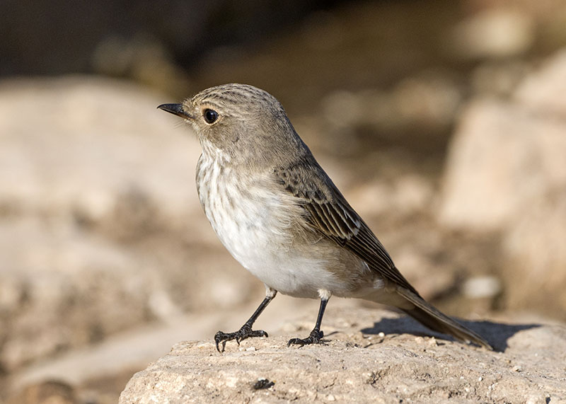 Pigliamosche (Muscicapa striata)